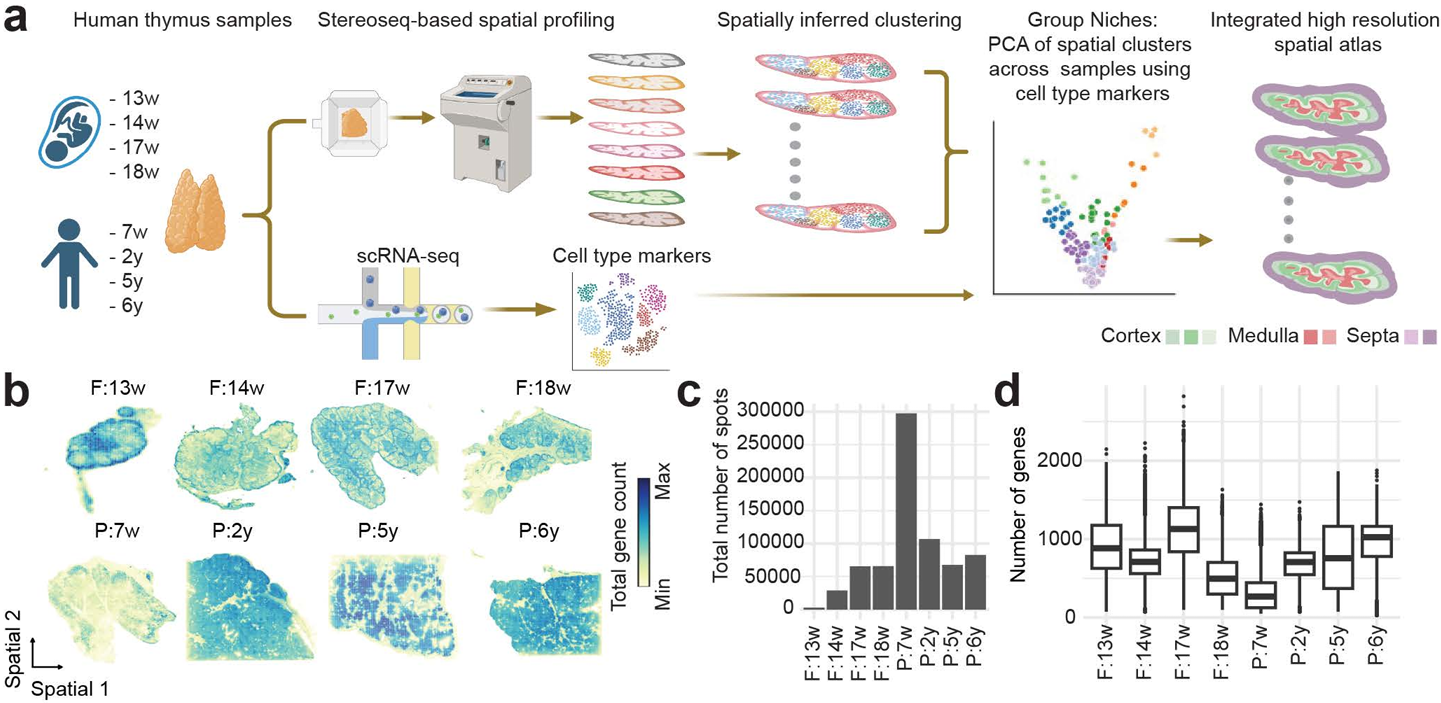 Figure 1. STOmics' Stereo-seq and scRNA-seq powered high-resolution spatial atlas of the human thymus, mapping cortical-medullary architecture and diverse immune niches from 13 weeks post-conception through childhood.